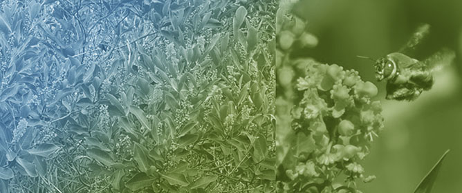 The Effects of Frost and Fire on the Traits, Resources, and Floral Visitors of a Cerrado Plant, and Their Impact on the Plant&ndash;Visitor Interaction Network and Fruit Formation