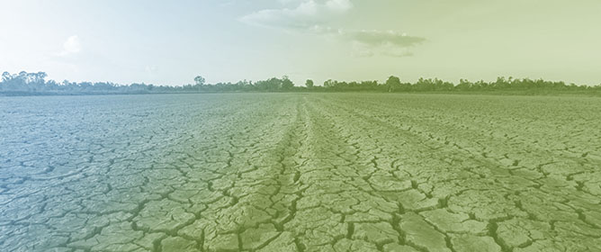 The OsAP4-OsCATA/OsCATC Regulatory Module Orchestrates Drought Stress Adaptation in Rice Seedlings Through ROS Scavenging