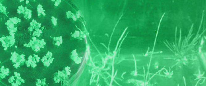 CRISPR-Editing <em>AsDREBL</em> Improved Creeping Bentgrass Abiotic Stress Tolerance