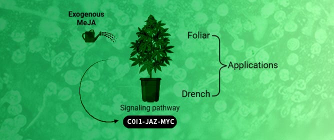 Role of Jasmonates in Modulating Growth, Trichome Density, and Cannabinoid Accumulation in Cannabis