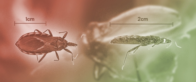 Urban Triatomines in Central M&eacute;xico: New Records and Ecological Niche Models