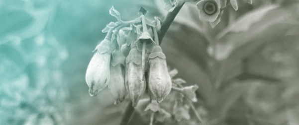 Biology and Management of Thrips in Blueberry Production Systems in the U.S.