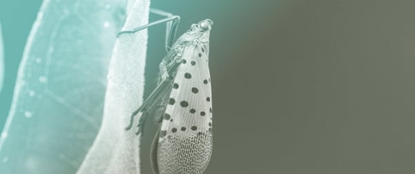 RNAi Strategies for Pest Management in Crops
