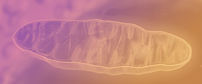 Dysfunctional Electron Transport Chain Assembly in COXPD8