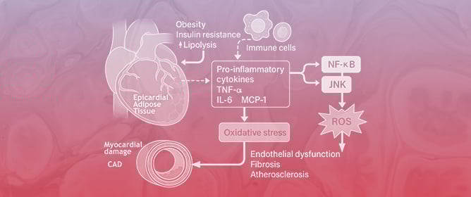Evolving Concept in Cardio-Obesity Pathophysiology