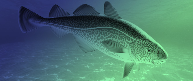 Extracellular Vesicles from Atlantic Cod for Wound Healing