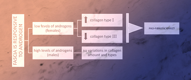 Effect of Androgens on Human Fascia