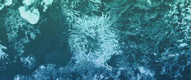Numerical Study of Turbulent Open-Channel Flow Through Submerged Rigid Vegetation