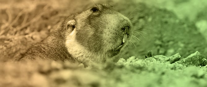 Do African Mole-Rats Hear Better by Bone Conduction?