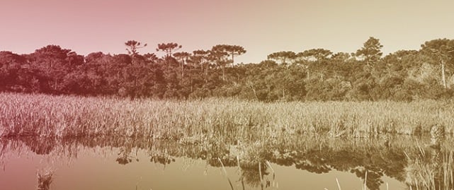 Bird Community Structure Changes as Araucaria Forest Cover Increases in the Highlands of Southeastern Brazil