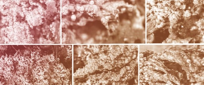 <em>Ochrolechia raynori</em>, a New Lichen Species from the Southern Rocky Mountains