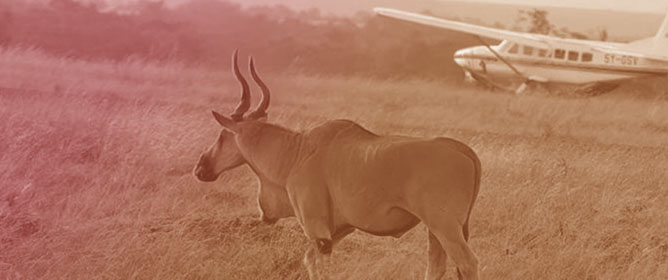 A Review of Wildlife Strike Reporting in Aviation
