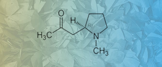 Cuscohygrine and Hygrine as Biomarkers for Coca Leaf Chewing: Analytical Challenges in GC-MS Detection and Implications for the Differentiation of Cocaine Use in Forensic Toxicology