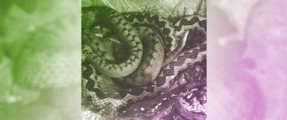 Hybridization in Vipers&mdash;A Case Study on Mating Between <em>Vipera ammodytes transcaucasiana</em> and <em>V. a. ammodytes</em> in Captivity