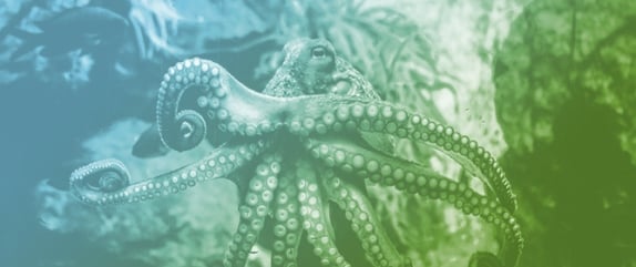 Going with the Flow: Assessing How Zoos and Aquariums Communicate Information About Marine Animals Without Faces (MAWFs)