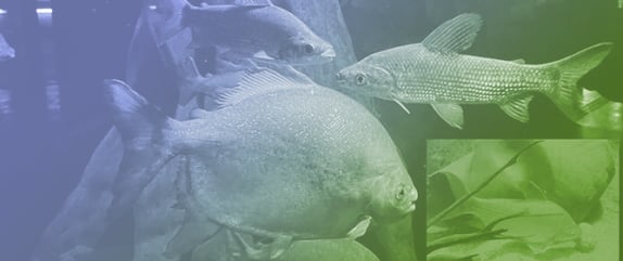 How Does Food Enrichment and the Presence of Visitors Affect the Behaviour of Two Species of Freshwater Fish in a Public Aquarium?