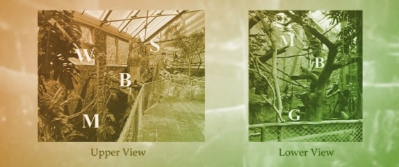 Space Use Preferences and Species Proximity in a Mixed-Species Zoo Monkey Exhibit