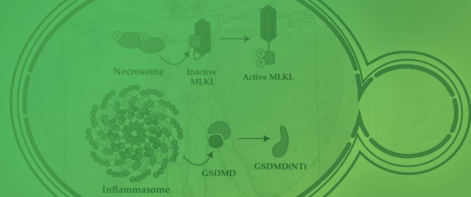Modeling Human Cell Death Pathways in Budding Yeast