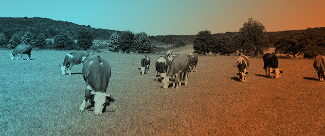 Comparison of Contemporary Grazing Cattle and Bison Greenhouse Gas Emissions in the Southern Great Plains