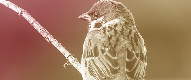 Parasite Prevalence &amp; Health of Eurasian Tree Sparrows in Green Urban Areas of a Southern European City