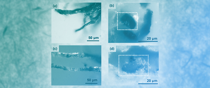 Observation of Blue Particles Formed by Photosensitizing Reaction on Paper Fibres of Cyanotypes