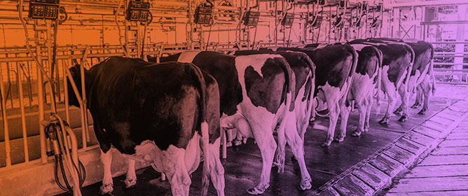 Factors Influencing the Setting of Automatic Teat Cup Removal at the End of Machine Milking in Dairy Cows&mdash;An Overview