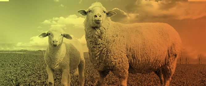 Leonardite (Humic and Fulvic Acid Complex) Long-Term Supplementation in Lambs Finished Under Subtropical Climate Conditions: Growth Performance, Dietary Energetics, and Carcass Traits