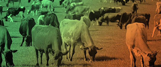 Influence of Virtual Fencing Technology in Cattle Management and Animal Welfare