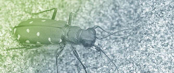 Updated List of Oklahoma Tiger Beetles (Coleoptera: Cicindelidae) with Notes on Their Distribution and Conservation Status