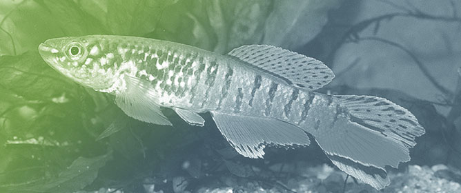 Habitat and Conservation Assessment of Annual Killifishes of the Genus <em>Xenurolebias</em> (Rivulidae: Cynolebiinae) from Coastal Floodplains, Including the First Record South of the Rio Doce, Southeastern Brazil
