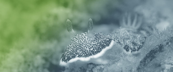 Sea Slugs (Mollusca, Gastropoda, Heterobranchia) from the Medes Islands (Costa Brava, NE Spain): Biodiversity and Ecological Study over a Decade