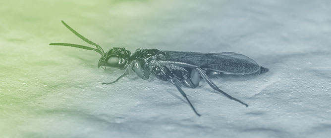 Molecular and Morphological Analyses for Delimiting Species Boundaries: The Case of <em>Sclerodermus cereicollis</em> Kieffer, 1904 (Hymenoptera: Bethylidae)