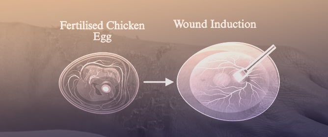 Exploring the Chorioallantoic Membrane (CAM) as a Platform for Burn Wound Modelling and Analysis