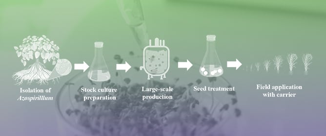 Unveiling the Molecular Mechanism of <em>Azospirillum</em> in Plant Growth Promotion