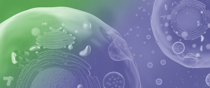 The Role of miRNAs and Extracellular Vesicles in Adaptation After Resistance Exercise: A Review