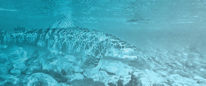 The Influence of Rainbow Trout on Dwarf Galaxiid Habitat Preferences