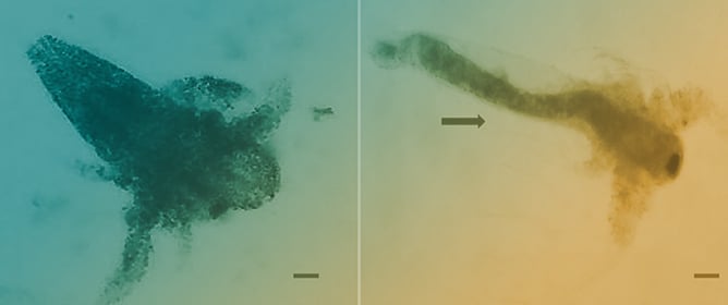 Chitosan Mixtures from Marine Sources: A Comparative Study of Biological Responses and Practical Applications