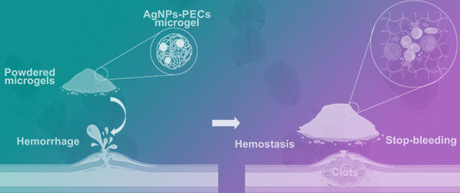Polyelectrolyte Complex-Based Chitosan/Carboxymethylcellulose Powdered Microgels Loaded with Eco-Friendly Silver Nanoparticles as Innovative Biomaterials for Hemostasis Treatments