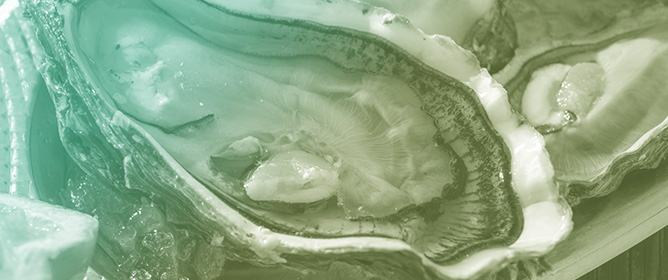 Assessing Microplastic Contamination and Depuration Effectiveness in Farmed Pacific Oysters (<em>Crassostrea gigas</em>)