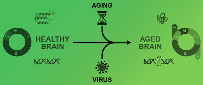 Neurotropic Viruses as Acute and Insidious Drivers of Aging