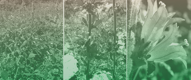 Seed Germination Requirements of the Threatened Local Greek Endemic <em>Campanula pangea</em> Hartvig Facilitating Species-Specific Conservation Efforts