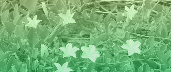 Population Viability Analysis of the Federally Endangered Endemic <em>Jacquemontia reclinata</em> (Convolvulaceae): A Comparative Analysis of Average vs. Individual Matrix Dynamics