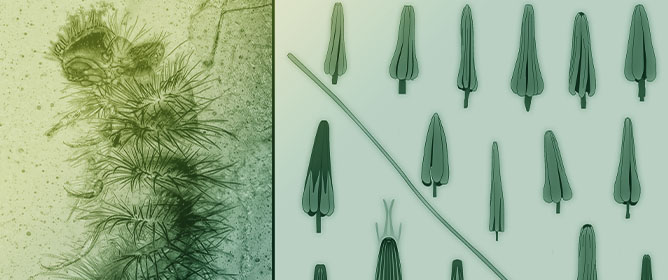 Defensive Strategies of Fossil Larvae of Dermestidae
