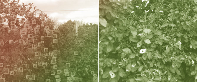 Multi-Species Fruit-Load Estimation Using Deep Learning Models
