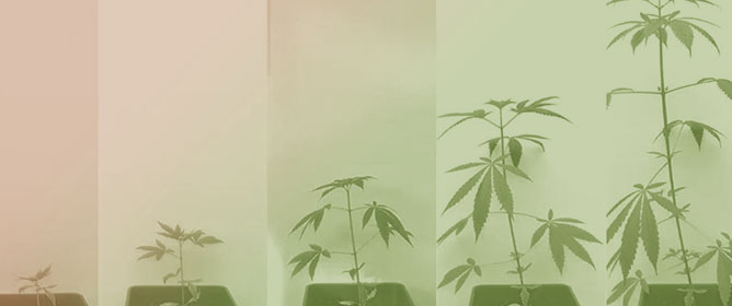 Automated IoT-Based Monitoring of Industrial Hemp in Greenhouses Using Open-Source Systems and Computer Vision
