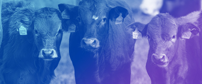 A Comparison of the Health and Production Effects of Local Anaesthetic and Non-Steroidal Anti-Inflammatory Drugs with and Without Xylazine Sedation for Calf Disbudding