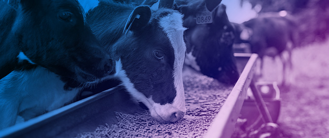 Connecting Grazing, Forage, and Milk Metabolomes to Enhance Consumer Health