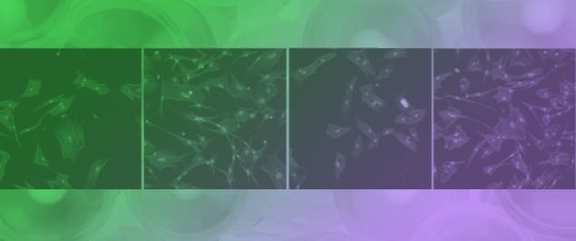 Therapeutic Potential of Local Application of Fibroblast Growth Factor-2 to Periodontal Defects in a Preclinical Osteoporosis Model