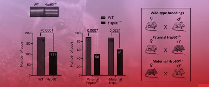 HSP60 Reduction Causes an Abnormal Genotype and Sex Distribution and Impairs Mitochondrial Activity in Mouse Spermatozoa
