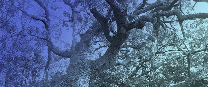 Resilience and Decline: The Impact of Climatic Variability on Temperate Oak Forests